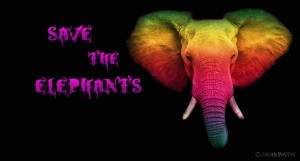 save-the-elephants-rainbow-style